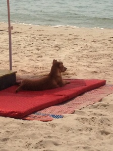 Dog chilling on Serendipity/Ochheuteal beach